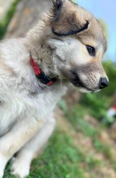 ZUCCHINI -  Husky and Shepherd Dog for Adoption in Minesing, Ontario - ZUCCHINI | PetCurious