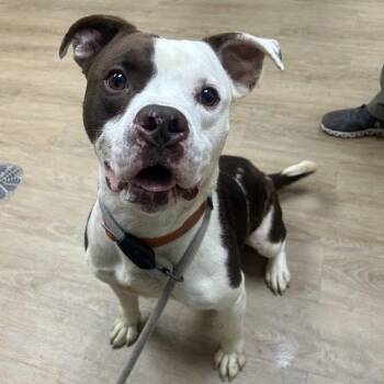Benny -  Pit Bull Terrier and Mixed Breed Dog for Adoption in Lyndhurst, Virginia - Benny | PetCurious