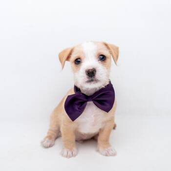 Chihuahua and Shih Tzu Dogs Available for Adoption in New York, New York - Kobi | PetCurious
