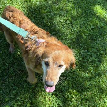 Goldendoodle and Miniature Poodle Dogs Available for Adoption in Phoenixville, Pennsylvania - Reddie | PetCurious