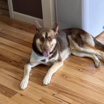 Husky Dogs Available for Adoption in Oriskany, New York - Ben | PetCurious