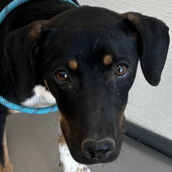 110862 -  Mixed Breed Dog for Adoption in Las Cruces, New Mexico - 110862 | PetCurious