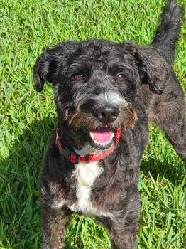 Bregman -  Labradoodle Dog for Adoption in Houston, Texas - Bregman | PetCurious