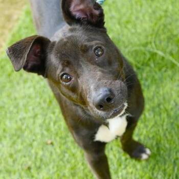 Pepper -  Mixed Breed Dog for Adoption in Hopkinton, Massachusetts - Pepper | PetCurious