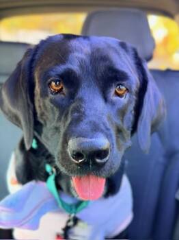 Molly -  Black Labrador Retriever Dog for Adoption in Medina, Ohio - Molly | PetCurious