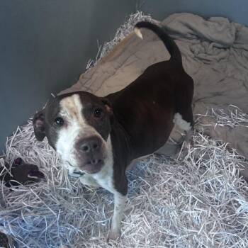 Terrier Dogs Available for Adoption - Cookie | PetCurious