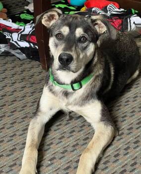 Shepherd and Husky Dogs Available for Adoption - Miles (PB) | PetCurious