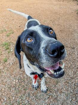 Pebbles -  German Shorthaired Pointer Dog for Adoption in Marble Falls, Texas - Pebbles | PetCurious