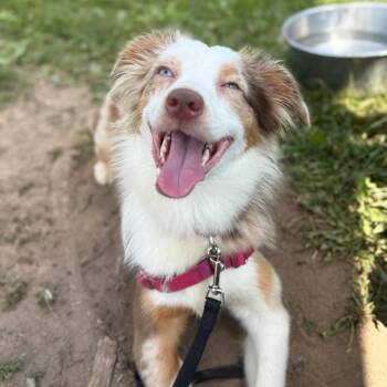 Olivia -  Mixed Breed Dog for Adoption in Oshkosh, Wisconsin - Olivia | PetCurious