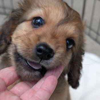 Duran Duran -  Miniature Poodle and Spaniel Dog for Adoption in Biltmore Forest, North Carolina - Duran Duran | PetCurious