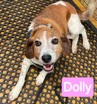 Dolly -  Beagle and Australian Cattle Dog Blue Heeler Dog for Adoption in Mena, Arkansas - Dolly | PetCurious
