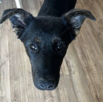 Rescue Shepherd Dogs for Adoption in Niagara Falls, Ontario - Golly (20250410-01) | PetCurious