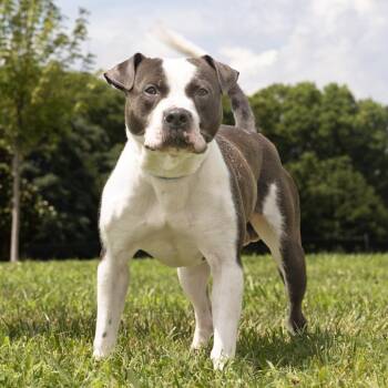 Chicken -  Pit Bull Terrier Dog for Adoption in Franklin, Tennessee - Chicken | PetCurious