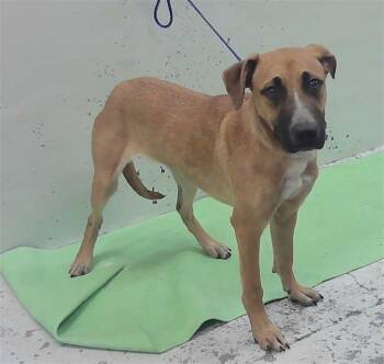 KIRA -  Labrador Retriever and Mixed Breed Dog for Adoption in Houston, Texas - KIRA | PetCurious