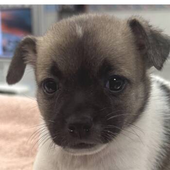 Venus -  Chihuahua Dog for Adoption in Longmont, Colorado - Venus | PetCurious