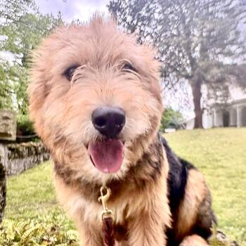 Airedale Terrier and Australian Shepherd Dogs Available for Adoption in Sequatchie, Tennessee - Hawkeye | PetCurious