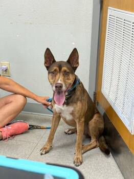 Roadie (Scooby) -  Shepherd Dog for Adoption in Sorrento, Louisiana - Roadie (Scooby) | PetCurious