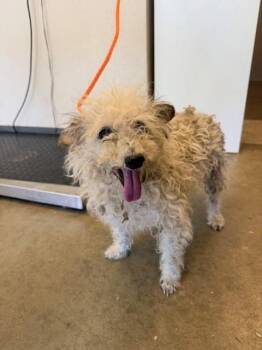 Poodle Dogs Available for Adoption in Ontario, California - JESTER | PetCurious