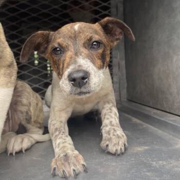 Shepherd Dogs Available for Adoption in Edinburg, Texas - Bellini | PetCurious