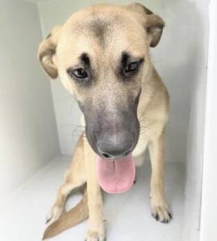 A657658 -  Black Mouth Cur Dog for Adoption in Houston, Texas - A657658 | PetCurious