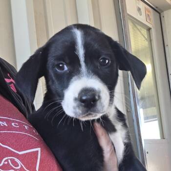 Ginny -  German Shepherd Dog and Mixed Breed Dog Available for Adoption in Midland, Texas - Ginny | PetCurious