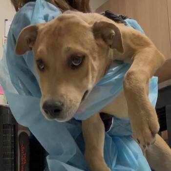 Sean -  Pit Bull Terrier Dog for Adoption in Reno, Nevada - Sean | PetCurious
