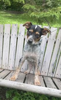 Clematis -  Australian Cattle Dog Blue Heeler and German Shepherd Dog Dog for Adoption in Garden City, Michigan - Clematis | PetCurious