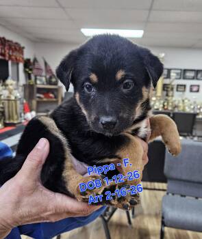 German Shepherd Dog and Rottweiler Dogs Available for Adoption in Nucla, Colorado - Pippa | PetCurious