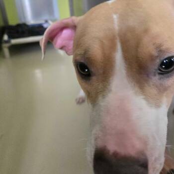 Chihuahua Dogs Available for Adoption - Uni | PetCurious