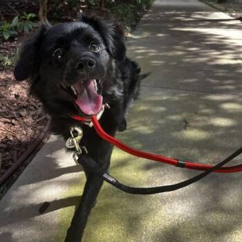 Millie -  Black Labrador Retriever Dog for Adoption in Raleigh, North Carolina - Millie | PetCurious