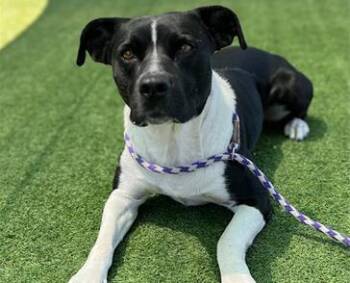 ZARRAH -  Pit Bull Terrier Dog for Adoption in Palo Alto, California - ZARRAH | PetCurious