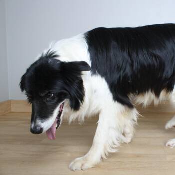 Collie and Mixed Breed Dogs Available for Adoption in Minnetonka, Minnesota - Jeff D68789 | PetCurious