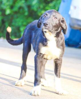 Buzz Lightyear -  Mixed Breed Dog for Adoption in Groveland, Massachusetts - Buzz Lightyear | PetCurious