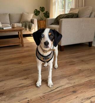 Jade -  Beagle and Australian Shepherd Dog for Adoption in Los Angeles, California - Jade | PetCurious