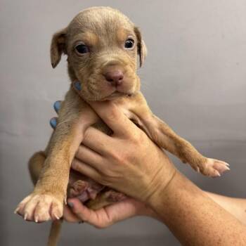 Labrador Retriever and Mixed Breed Dogs Available for Adoption in North Charleston, South Carolina - Dock | PetCurious
