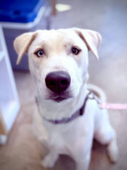 Rescue Husky and Mixed Breed Dogs for Adoption in Fort Worth, Texas - Lily | PetCurious