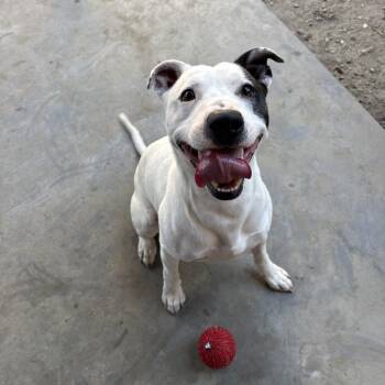 Ace -  Pit Bull Terrier Dog for Adoption in Coachella, California - Ace | PetCurious