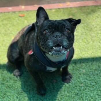 Reba -  French Bulldog Dog for Adoption in Saint Charles, Missouri - Reba | PetCurious