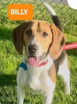 Beagle Dogs Available for Adoption in Ferndale, Washington - Billy | PetCurious
