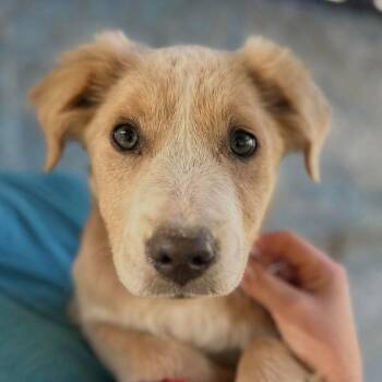 Sahara -  Labrador Retriever and Mixed Breed Dog for Adoption in New York, New York - Sahara | PetCurious