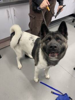 Rescue Akita and Mixed Breed Dogs for Adoption in West Chester, Pennsylvania - Zelda | PetCurious