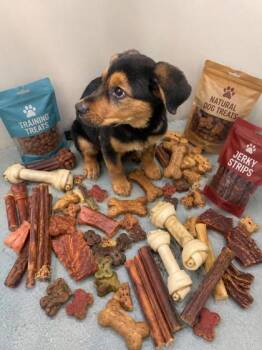 Charmander -  Rottweiler and Mixed Breed Dog for Adoption in New Orleans, Louisiana - Charmander | PetCurious