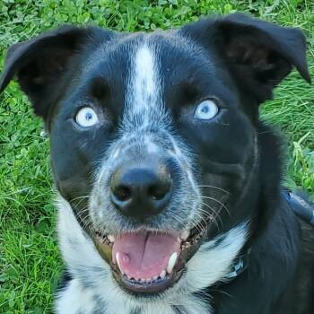 Rescue Australian Shepherd and Border Collie Dogs for Adoption in Mondovi, Wisconsin - Frankie (fka-Hermes) | PetCurious