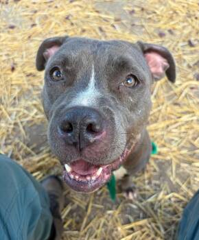 Cynara -  Pit Bull Terrier Dog for Adoption in Chicago, Illinois - Cynara | PetCurious