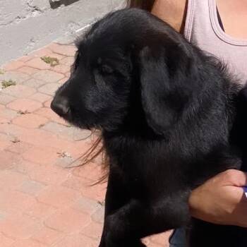 Clementine -  Poodle and Black Labrador Retriever Dog for Adoption in Escondido, California - Clementine | PetCurious