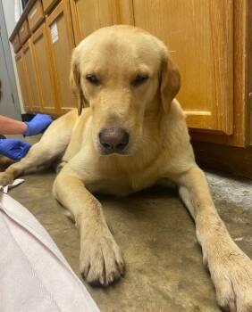 Eugene -  Golden Retriever and Labrador Retriever Dog for Adoption in Lockhart, Texas - Eugene | PetCurious
