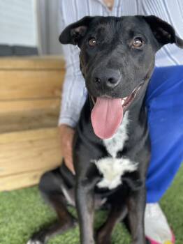 Whippet and Mountain Cur Dogs Available for Adoption in Houston, Texas - JAZZY | PetCurious