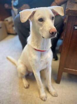 Rescue Labrador Retriever Dogs for Adoption in Alden, New York - Ned | PetCurious