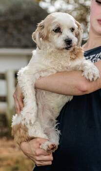 Rescue Poodle and Shih Tzu Dogs for Adoption in Chester Springs, Pennsylvania - Collete | PetCurious