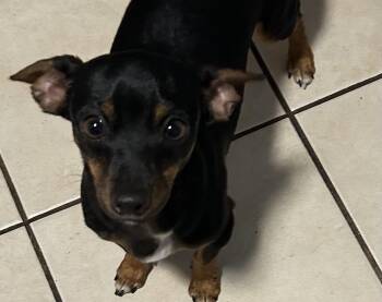 Chihuahua and Miniature Pinscher Dogs Available for Adoption in Winchester, Connecticut - Sawyer | PetCurious